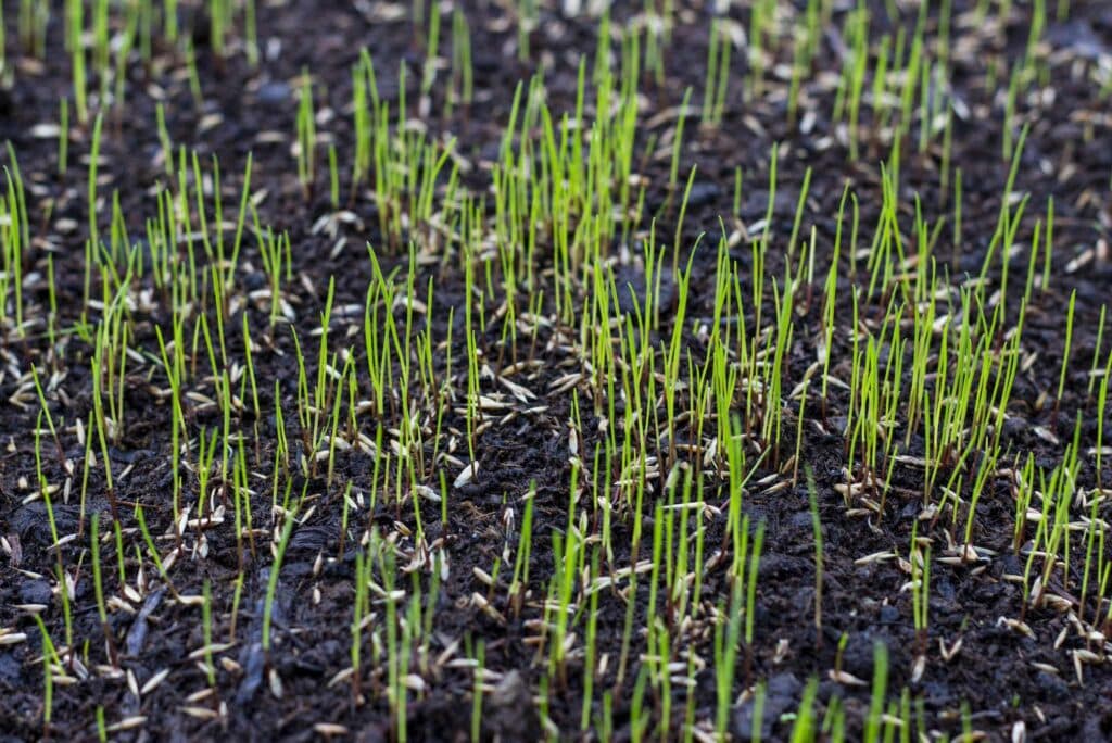 Aeration & Seeding